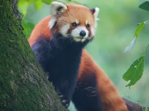 上海動物園