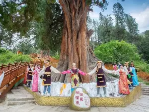 世界柏樹王園林