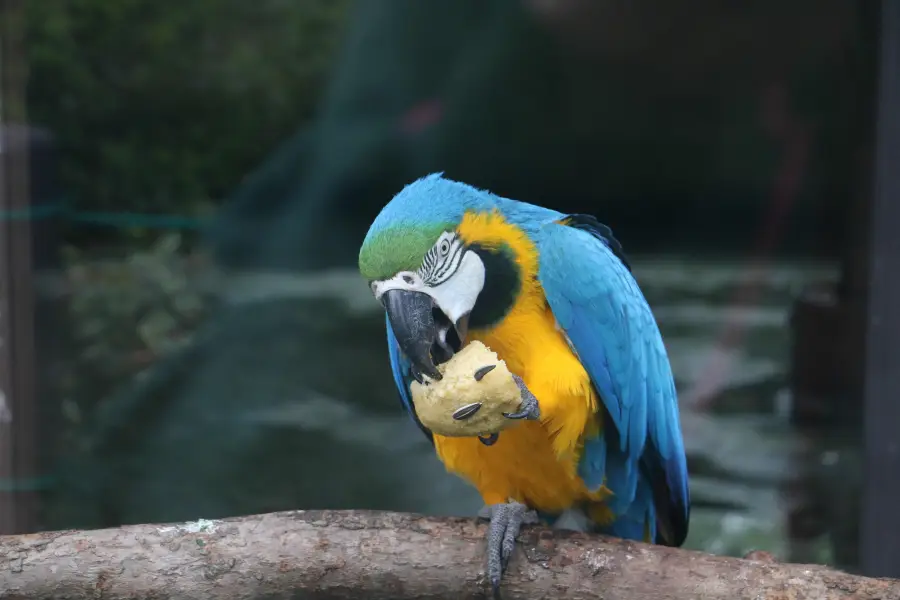 上方山森林動物世界