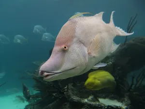 New York Aquarium