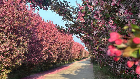 zhong hua hai tang yuan