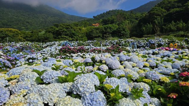 Kao's Hydrangea Field: The Ultimate Pink & Purple Dot Matrix and