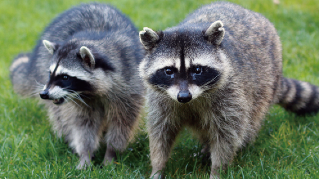 Water & Pine Mong Mong Garden