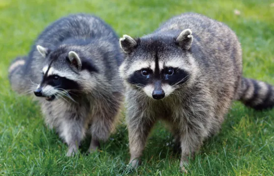 水与松萌萌園門票成人