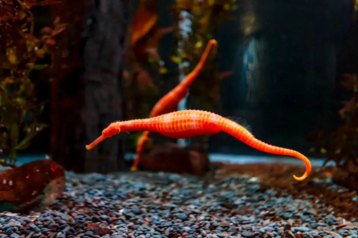 3_SEA LIFE Kelly Tarlton's Aquarium