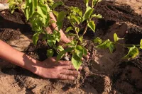 The Zen Wellness Resort