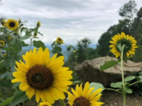 Sukoon Nature Retreat Near Bhatrojkhan Ranikhet Hotels in Chamoli