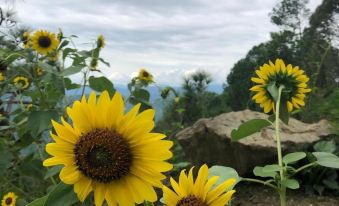 Sukoon Nature Retreat Near Bhatrojkhan Ranikhet