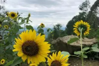 Sukoon Nature Retreat Near Bhatrojkhan Ranikhet