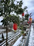 Shanqiu Homestay - Pet friendly