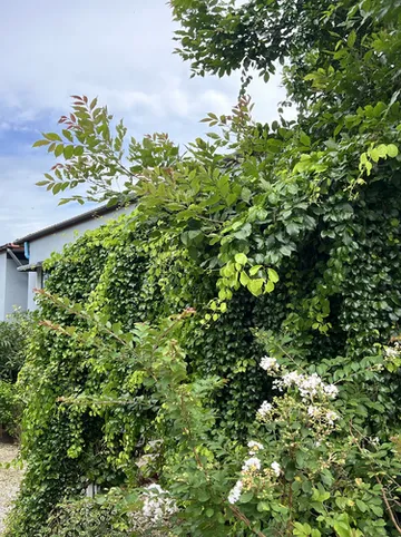 รูปภาพของบ้านแก้ม B&B