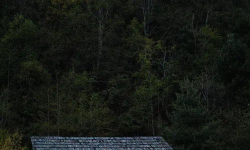 Yunnan Snub-nosed Monkey National Park Specialist Court