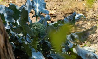 Guitianyuanju Courtyard Homestay