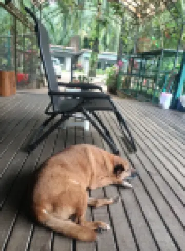 Phang-Nga Farm Stay Hôtels à proximité de : Sai Rung Waterfall