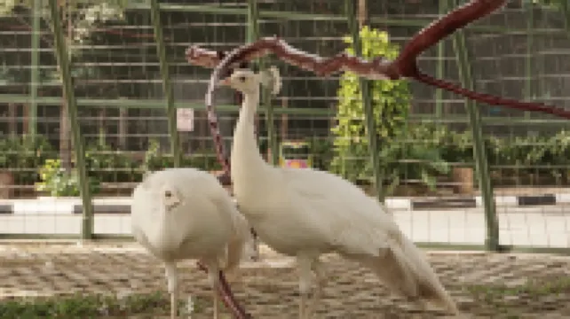 Panbil Residence Serviced Apartment