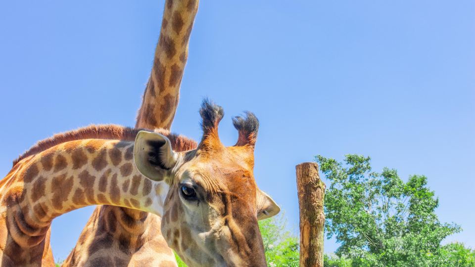 Giraffe Manor Hotel