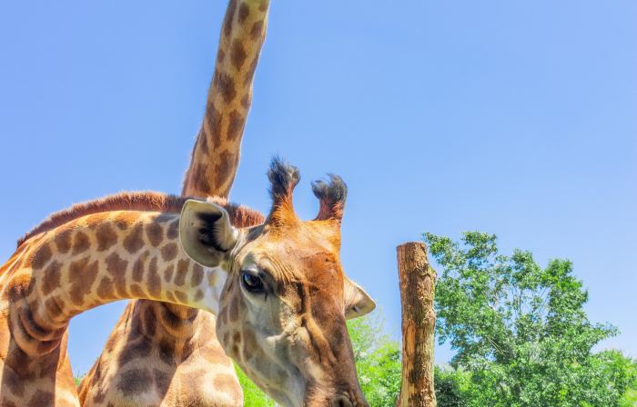 Giraffe Manor Hotel