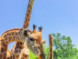 Giraffe Manor Hotel