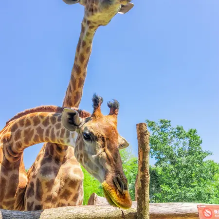 Giraffe Manor Hotel