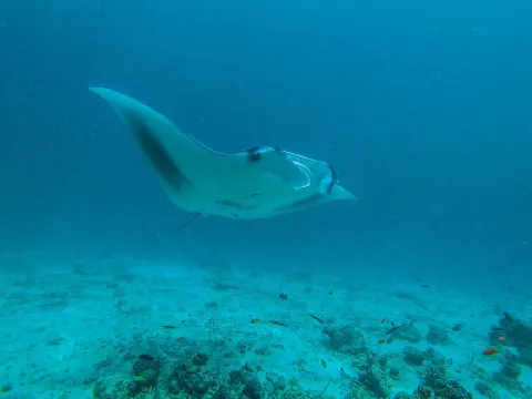 Atholhu Residence Hotel a 