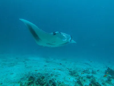 Atholhu Residence Hotels in 