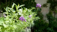 Hangzhou Highland Barley Garden Hostel - Villas