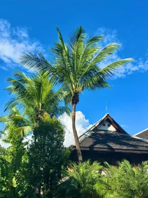 Q加·金芒果客棧（西雙版納景洪告莊西雙景星光夜市店） 景洪住宿飯店