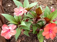 โรงแรม ชาร์มมิ่ง อิน เขาใหญ่ โรงแรมใกล้BLUE SUN HILL CAFE' CAMP