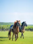 Xilamuren Grasslands Resort Center - Cheap