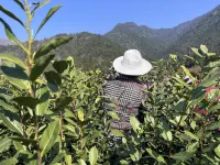 Wencheng Shuiyun Jianxiang Homestay Hotels in Wencheng
