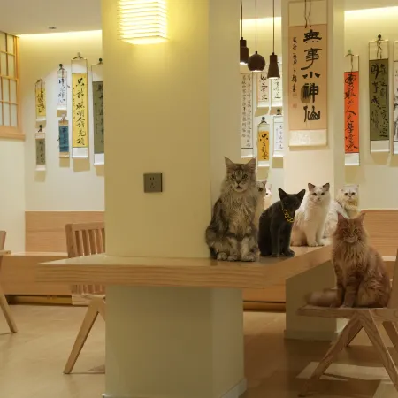 Cat·Twelve Cat Café & Guesthouse
