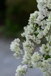 Pure Orchid Retreat