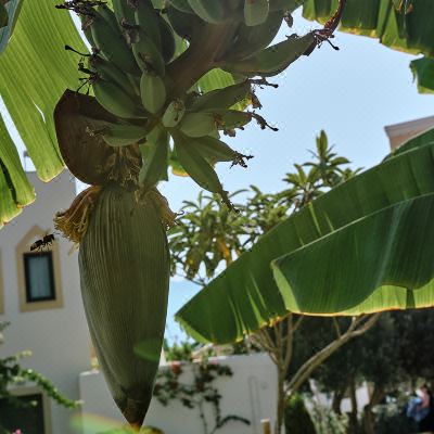 Casa Banana Fields View Grecotel Casa Paradiso Promo Code