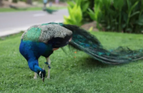 海口鴻洲埃德瑞皇家園林酒店（美蘭機場店）