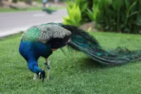 Eadry Royal Garden Hotel