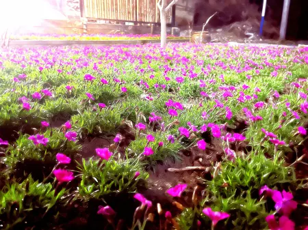 Yinxiang Jiwu Mountain Villa