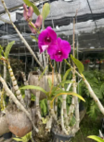 Manotemple Guesthouse Hoteles cerca de Wat Manolom