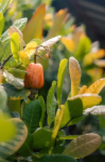 Antheia Resorts, Pawna Lake - Luxury Boutique Resort