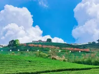 大明山茶園景區民宿 鄰近白圩鎮客運站的酒店