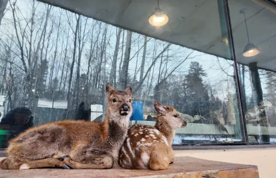 望松青年旅舍（二道白河鎮長白山高鐵站店）