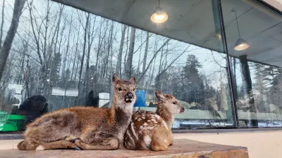 Wangsong Youth Hostel Hotels in 