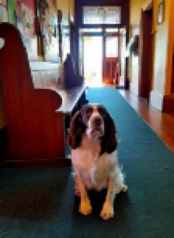 諾亞方舟背包客旅館 格雷茅斯酒店