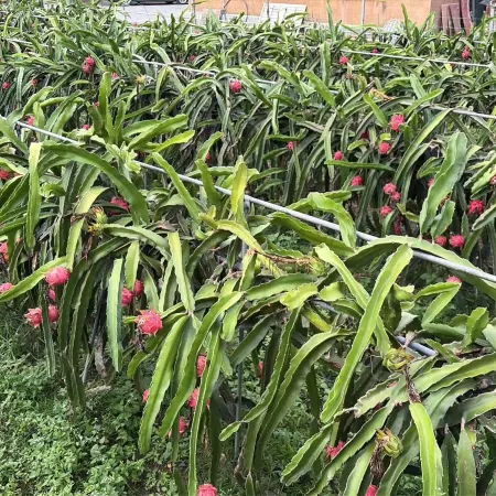 Xingyi Daoyunxuan Homestay