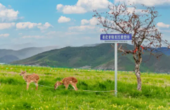 香格里拉陌野・星語デザイナー供養マナーハウス（ナパ海景区） シャングリラ高山植物園周辺のホテル