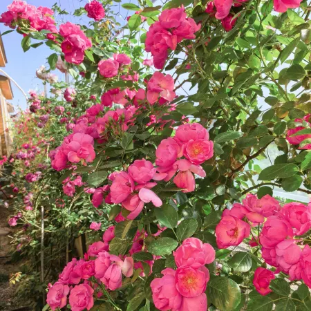 Xichang Anning Wenxin Yizhan Homestay