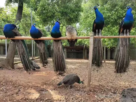 Hanshou Cangshui Lake Hotel Отели рядом с достопримечательностью «Hunan Changde Wildlife World»