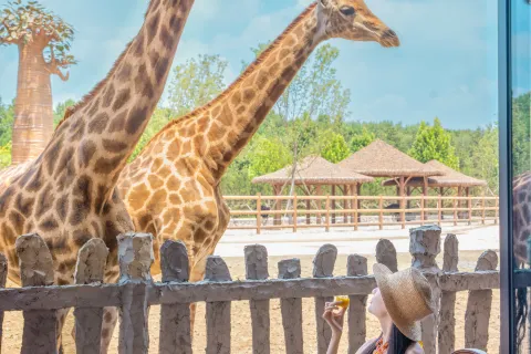 All Love Park Giraffe Manor Hotel