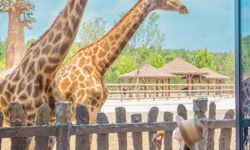 All Love Park Giraffe Manor Hotel