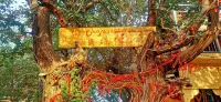 Turpan Puxiang Xiaozhu Homestay (Grape Town Branch)