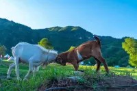 Haituo Valley Guzhurenjia Light Luxury Homestay Hotel Hotels in Chicheng